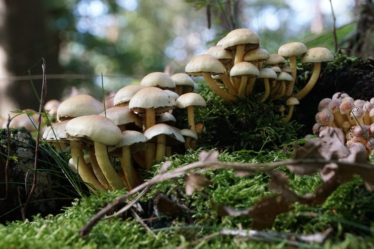 Unlocking The Magic Of Mushrooms: A Guide To Their Extraordinary Properties