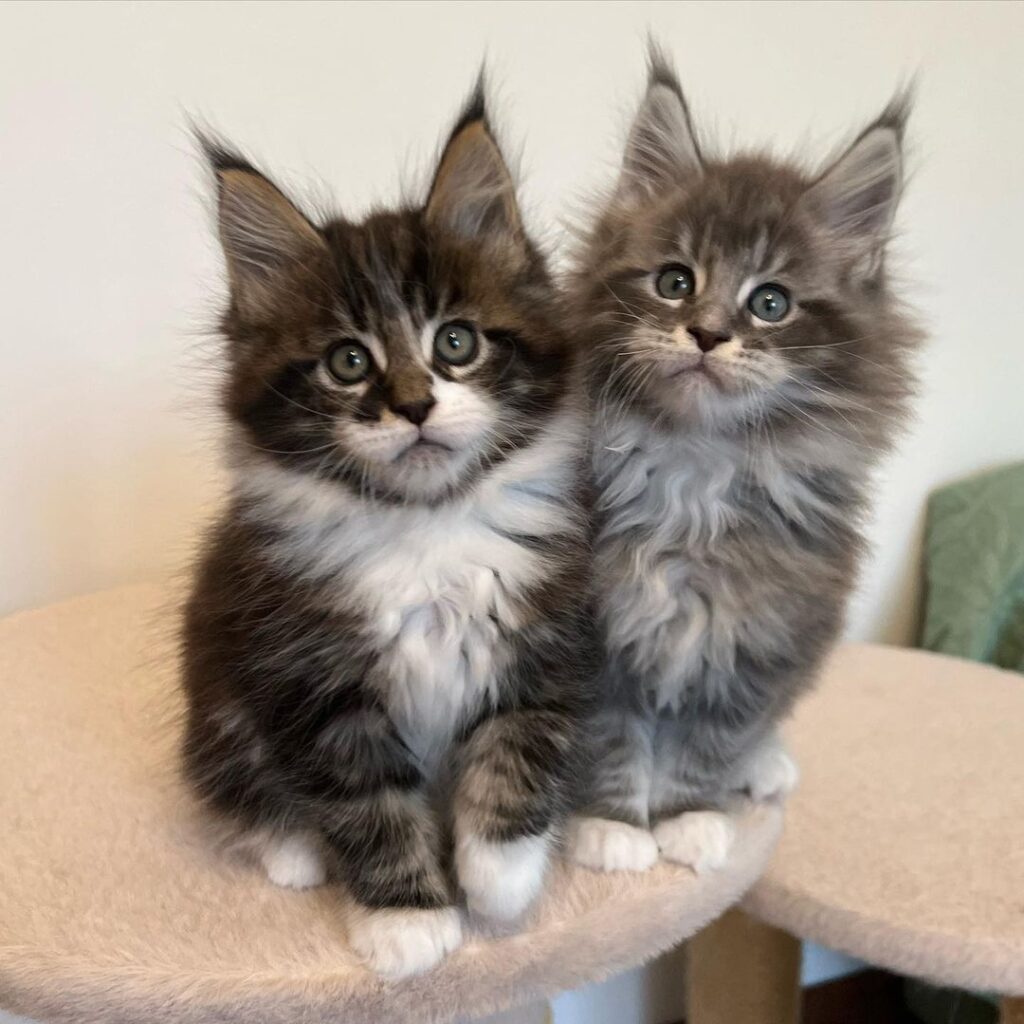 The Ultimate Guide To Maine Coon Cats: Breed Info & Care Tips