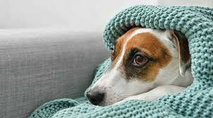Dog Anxiety Guide: Tips For Calming Your Anxious Pup