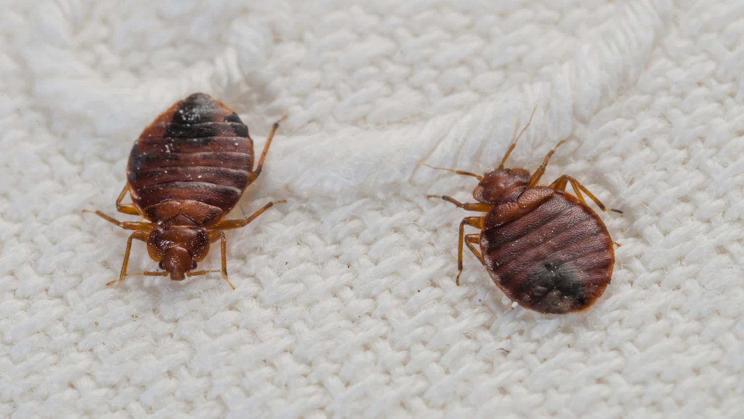 Bed Bugs Lawyer Guide: Tips For Fighting Infestations